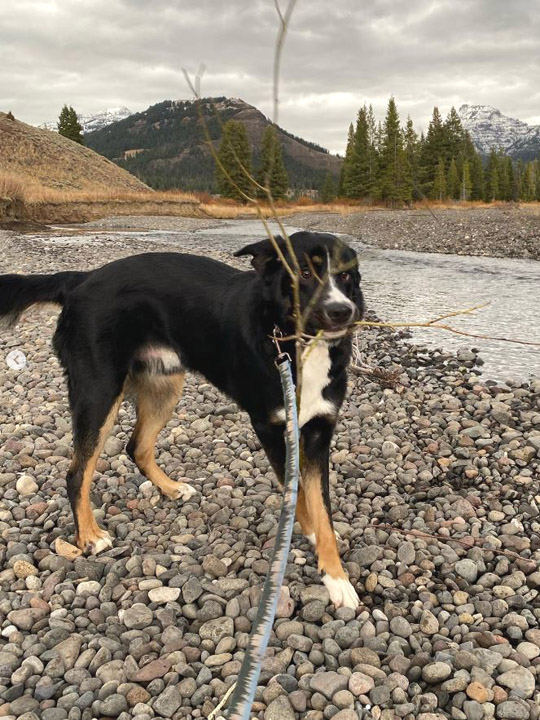 chinook dog